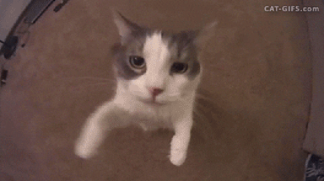 Cat gif